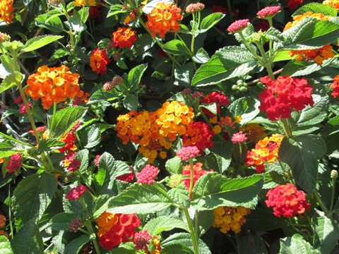 בראשית – נפש חיה