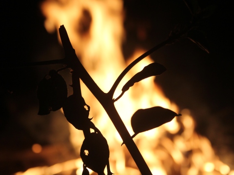 פרשת ויצא – להבת יוסף